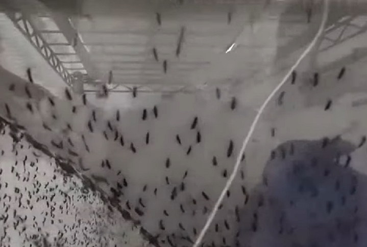 A revista científica “Lancet Infectious Diseases” publicou resultados da fase 3 de testes da vacina do Butantan. Os resultados mostraram proteção de 89% contra a manifestação grave da doença. 
