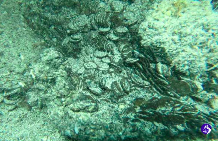 Segundo Luigi La Rocca, diretor-geral de Arqueologia, Artes Plásticas e Paisagem de Sardenha, “o tesouro encontrado nas águas de Arzachena representa uma das mais importantes descobertas numismáticas dos últimos anos”.