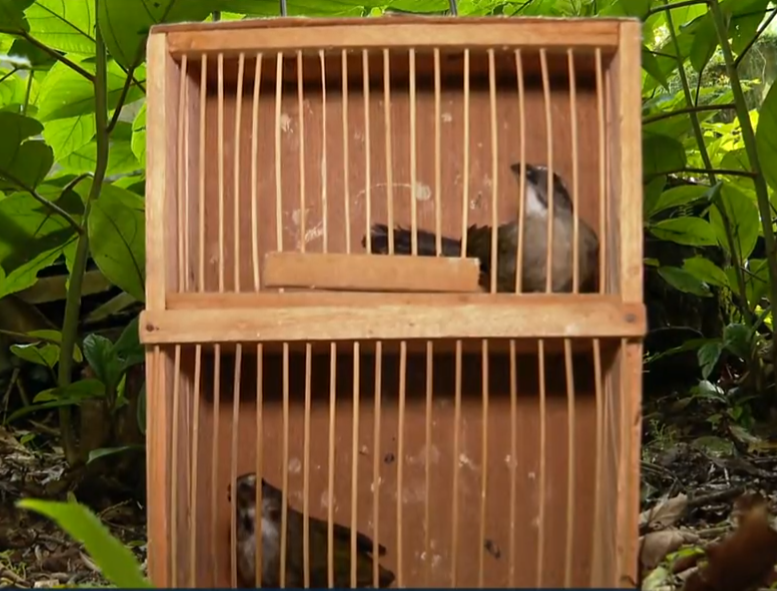 Uma das maravilhas do Brasil é a imensa quantidade de espécies de animais no país. Porém,  algumas delas correm sérios riscos de extinção. Recentemente , pássaros trinca-ferros resgatados foram soltos na floresta, após serem vítimas de tráfico (um dos males que afetam a fauna no país).  Veja outros bichos que correm o risco de desaparecer. 