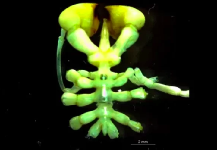 A nova espécie chamou a atenção pela sua anatomia bizarra: quatro olhos e garras grandes que se parecem com luvas de boxe.