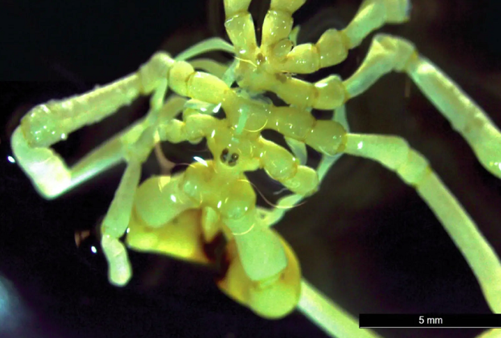 O bicho está sendo chamado de ‘Austropallene halanych’ e, ao que tudo indica, parece ser parente dos caranguejos-ferradura.