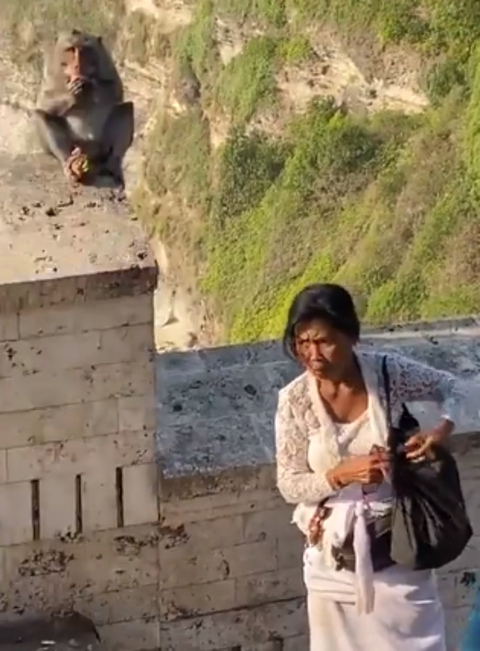 Postagem da gravação no perfil Balitopholiday, no Instagram, explica que a mulher (Senhora Warlok) é uma guia conhecedora da estratégia para recuperar os bens tomados por macacos.