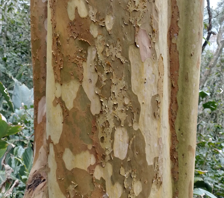 Seu caule tem troncos descamantes que soltam placas finas que esfarelam quando a pessoa toca.