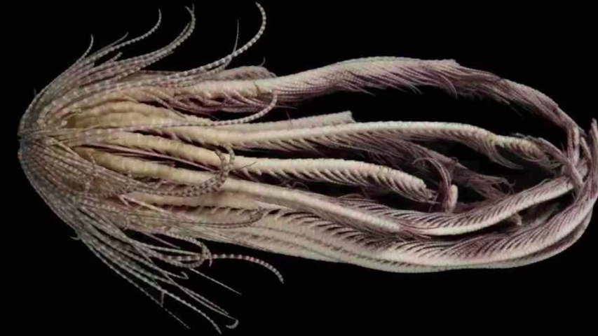 Uma das descobertas mais incríveis é um animal chamado “Promachocrinus fragarius”, que ganhou o apelido de estrela-de-penas-de-morango.