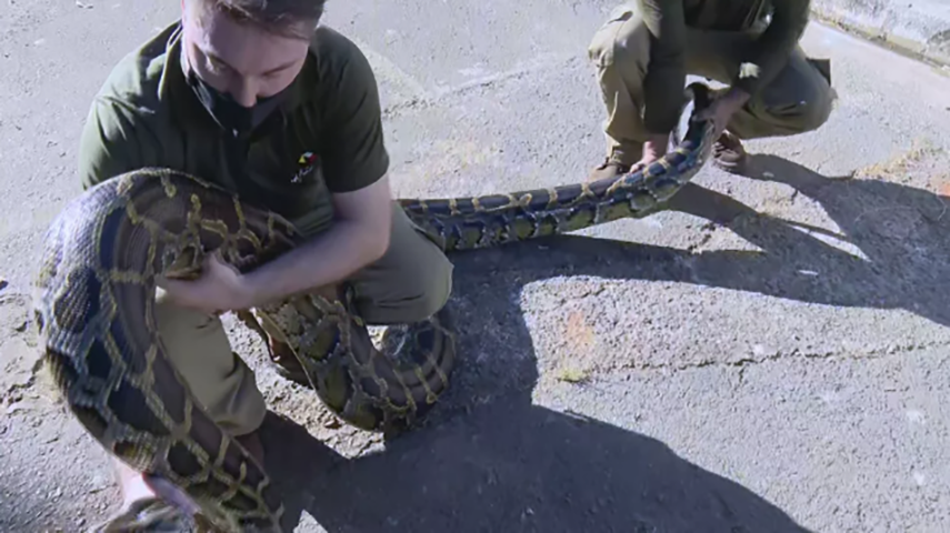 Em 2020, um outra píton havia sido apreendida no entorno do Distrito Federal e levada para o Zoológico de Brasília. 