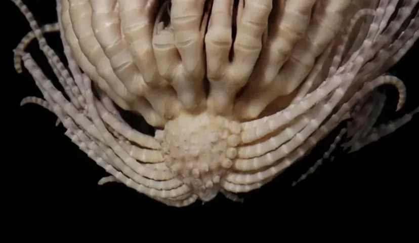 Recentemente, um grupo de cientistas anunciou que várias espécies novas de animais foram descobertas na Antártida. Entre elas, um bichinho sem espinha dorsal que parece um morango, mas com muitos braços, cerca de 20!