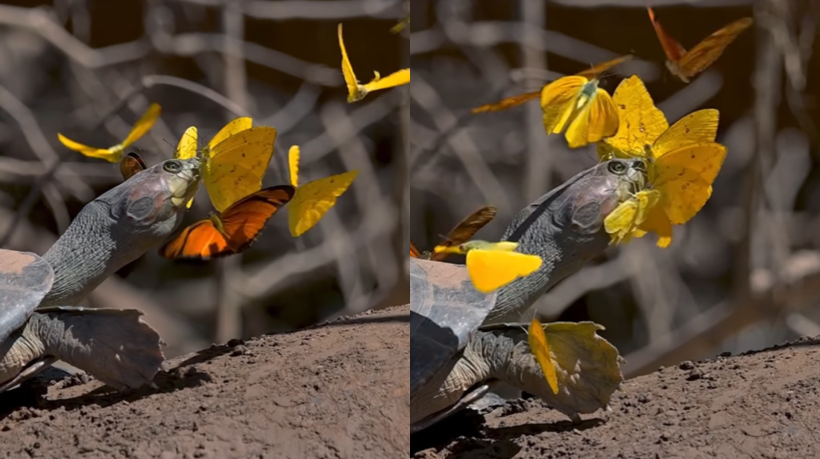 As borboletas se ajuntaram ao redor da cabeça do cágado para beber as lágrimas dos olhos dele