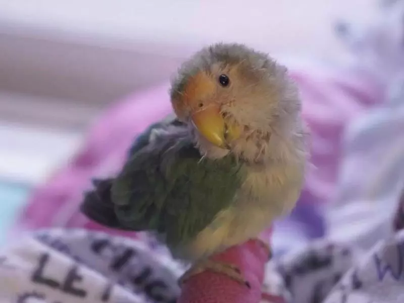 A tutora de Pesseguinho compartilhou a história nas redes sociais e atraiu a simpatia e a solidariedade de muitos internautas. A passarinha chegou a ficar internada após a morte de Melzinho. 