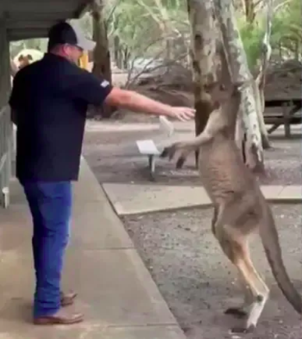 Em junho, um homem norte-americano foi flagrado “lutando” com um canguru no parque Cohunu Koala, em Perth, na Austrália. Ele estava tentando ajudar uma mulher que estava sendo perseguida pelo animal.