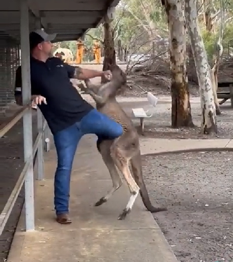 As imagens, que chegaram a bater mais de 2 milhões de visualizações no TikTok, mostravam o homem tentando dar chutes para se livrar do canguru selvagem.