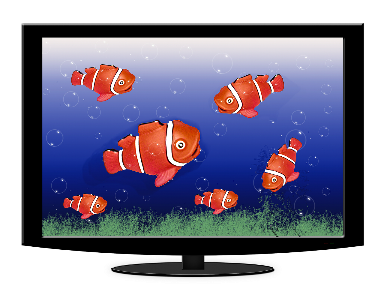 O tamanho do peixe-palhaço varia de 10 a 11 centímetros, porém uma espécie chamada de Maroon pode chegar aos 17 centímetros.