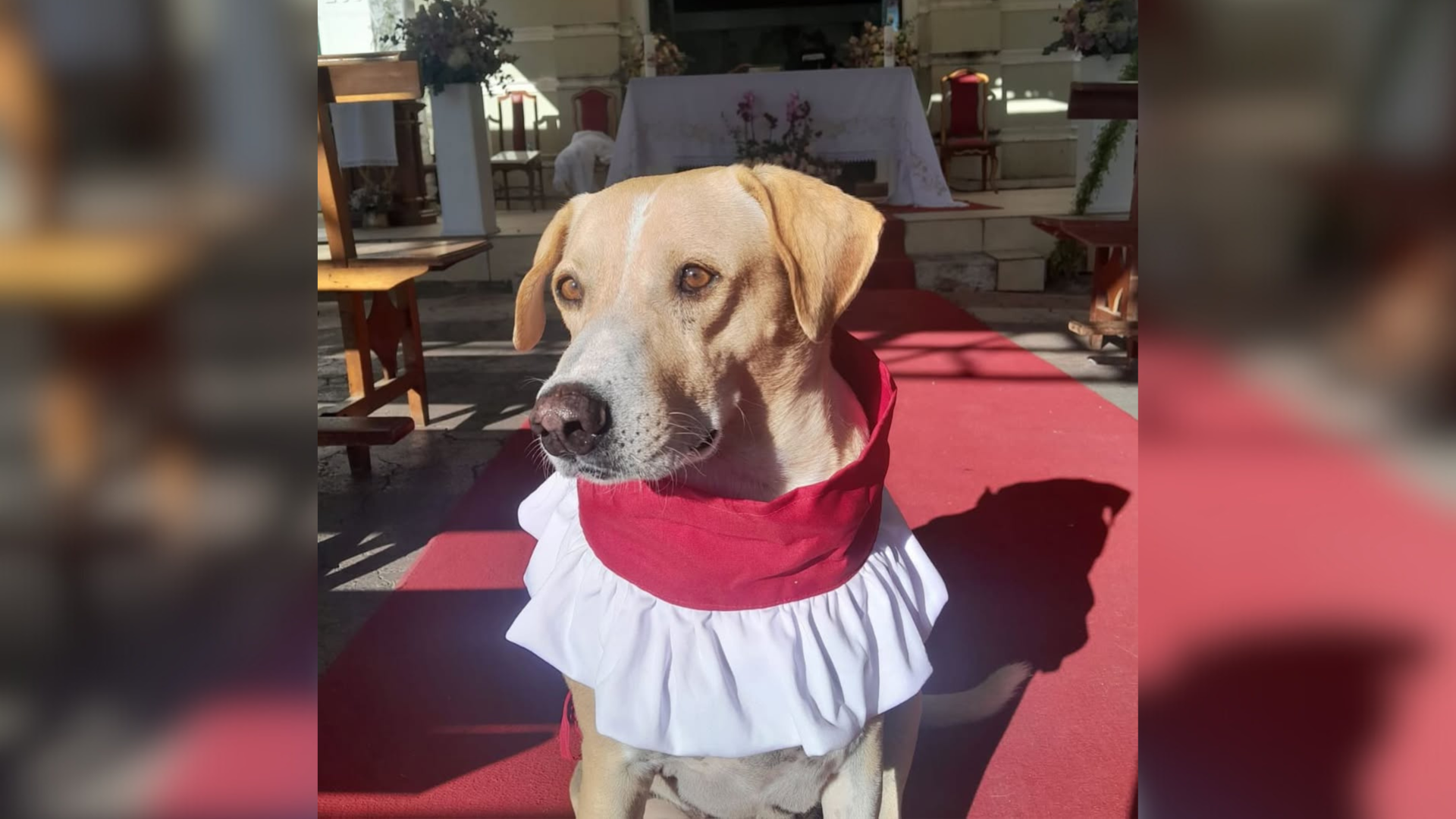 O cachorro Amarelo vive na casa paroquial da Igreja de São Sebastião, em Piraúba, Minas Gerais.