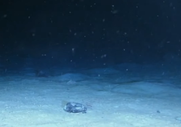 O produtor contou que a embarcação acabou sendo desviada por correntes marítimas e foi parar a 500 metros de distância de onde deveria ter chegado.