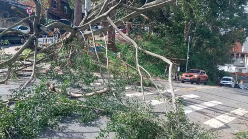 Árvore caiu no início da tarde desta quarta-feira (28).