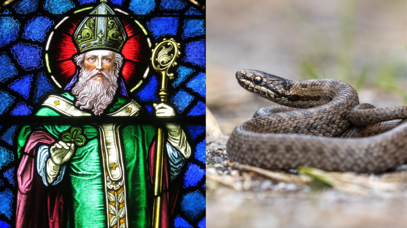 Uma antiga lenda associa São Patrício ao fato de não haver cobras na Irlanda.