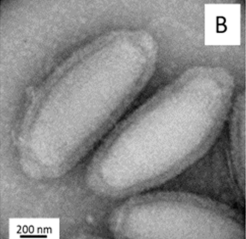 Cedratvirus lena: O Cedratvirus lena foi coletado do permafrost nas margens lamacentas do rio Lena, a Sibéria, com um tamanho de cerca de 1,5 micrômetros. Como os outros vírus gigantes, eles também infectam amebas. 