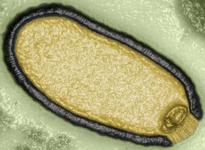 Também na mesma família, acharam o Pandoravirus mammoth, um vírus enorme que só atinge amebas. Ele tem a forma de um vaso e se destaca dos outros vírus devido ao seu tamanho, que é de 1,2 micrômetros.