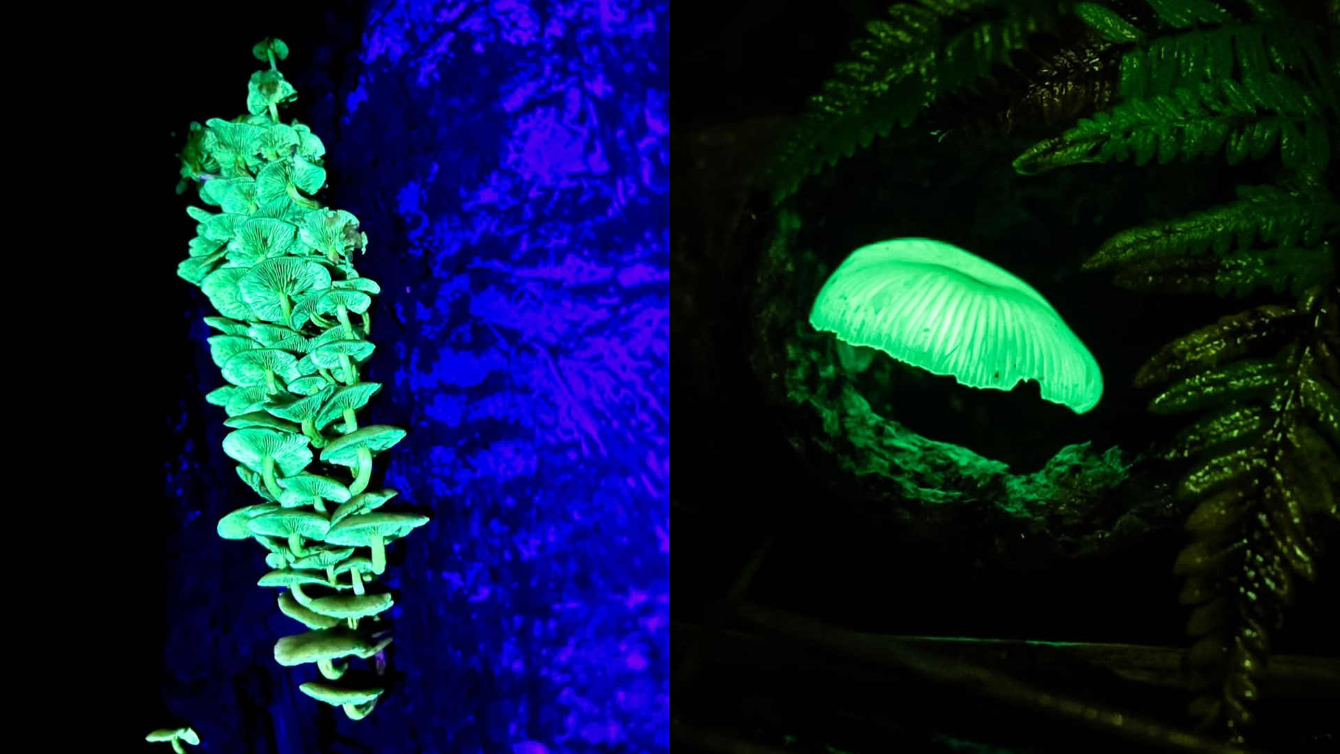 A bioluminescência ocorre para atrair a atenção de insetos e árvores, que auxiliam na proliferação de esporos destes fungos