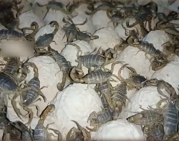 Uma curiosidade é que , para obter um galão (3,8 litros) do veneno do escorpião, seria necessário ordenhar 2,64 milhões de exemplares da espécie! 