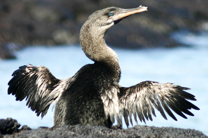 Cormorão das Galápagos  - A espécie nativa das Galápagos é o único cormorão que não voa. Os músculos de voo são atrofiados. Esse cormorão é excelente nadador e busca suas presas no mar:  peixes e enguias.