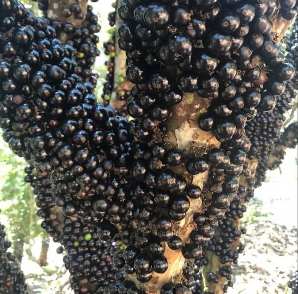 2. Jabuticaba: Fruta tradicional brasileira, nativa dos estados de Minas Gerais, Goiás e São Paulo. Os frutos são de cor púrpura escura com casca grossa e crescem nos troncos das árvores. As bagas de jabuticaba têm vida útil muito curta e começam a fermentar 3 a 4 dias após a colheita, e a jabuticabeira leva de 6 a 8 anos para dar frutos, por isso estas bagas são tão valorizadas.