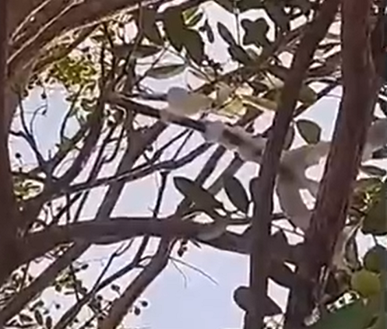 Especialistas afirmaram que não havia qualquer necessidade de recorrer a explicações místicas ou sobrenaturais.