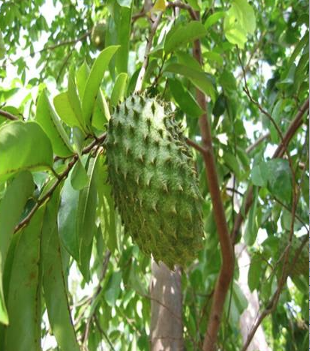 A durian é típica do sudeste asiático, encontrada principalmente em Brunei, Indonésia e Malásia. 