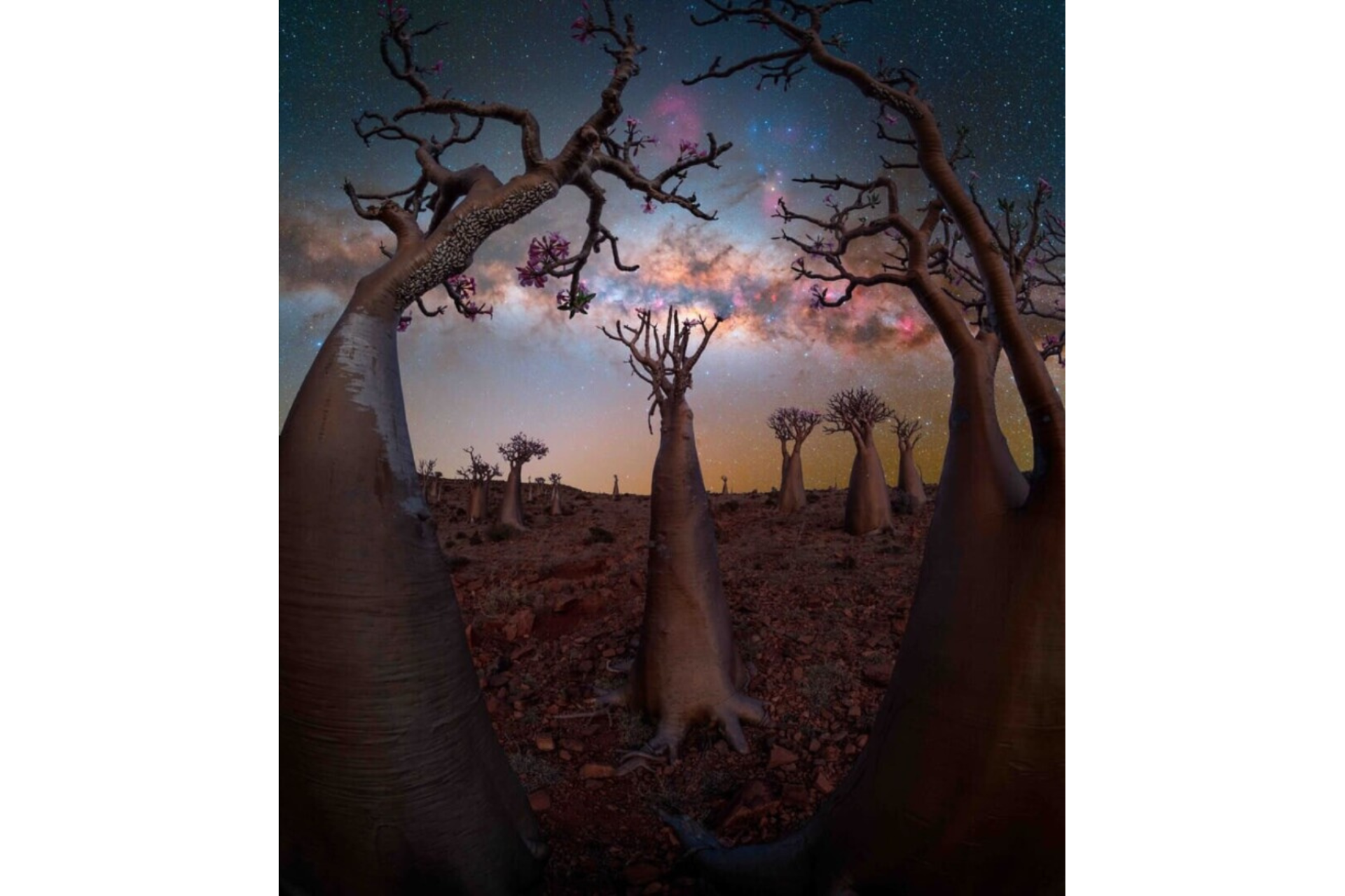 A fotografia da Via Láctea com a floresta de árvores-garrafa foi tirada em Socotra, no Iêmen