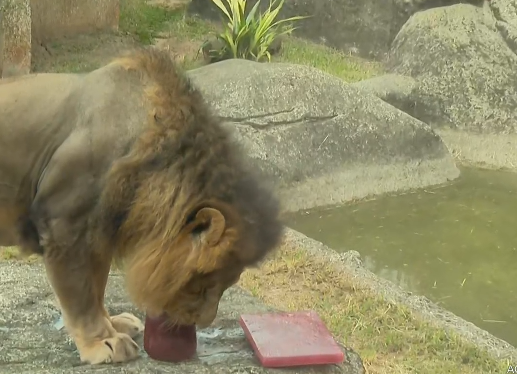 No Zoológico do Rio de Janeiro, animais tomam picolé de carne no verão. E o leão é o mais entusiasmado. Fica 'mansinho' degustando a guloseima. 