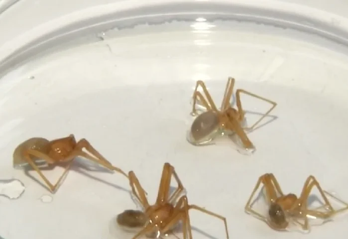 Essas aranhas fazem peregrinação à noite. E proliferam principalmente no verão. Durante o dia, elas se escondem sob cascas de árvores e folhas secas. Dentro das casas, ficam encostadas às paredes de sótãos, porões ou garagens. 