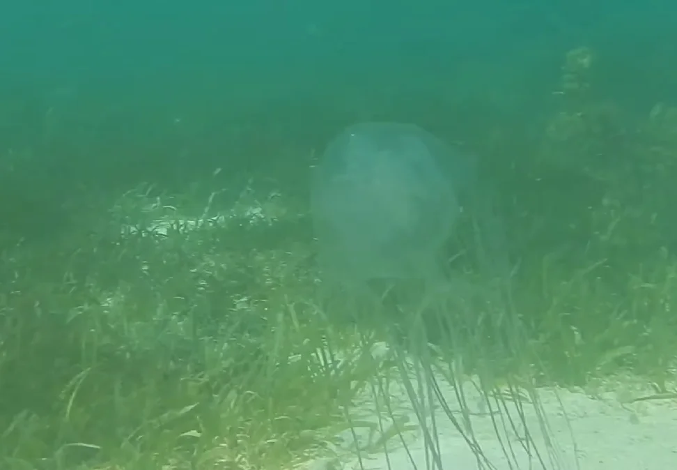 Água-viva-caixa-australiana: Se assustou com a água-viva anterior? É porque você ainda não viu essa. A “água-viva-caixa-australiana” é praticamente invisível e é considerado o animal mais perigoso do mundo!