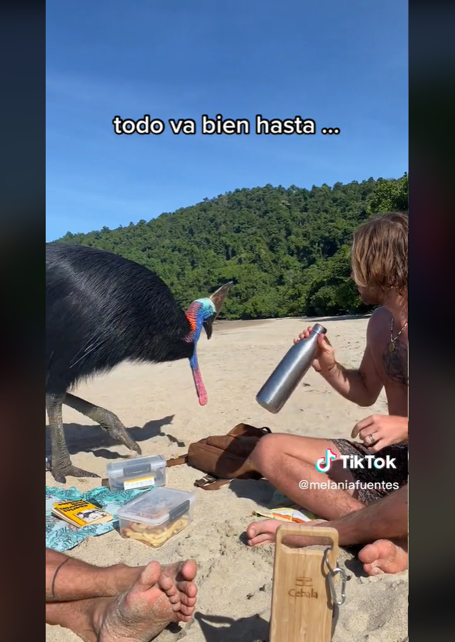 “Você filma um passarinho fofo que vê na praia”, disse a jovem no vídeo que teve mais de 3 milhões de visualizações.