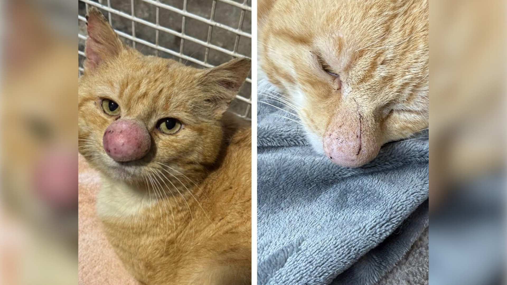 Barney Bubble sofre com uma infecção fúngica, que deixou o focinho grande.