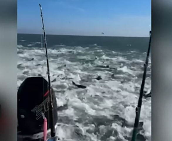 E a terra do Tio Sam também registrou uma imagem incrível: dezenas de tubarões, enlouquecidos atrás de peixes, ficaram ao redor de um barco causando espanto dos tripulantes. 