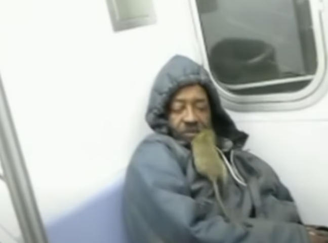 Em Nova York (EUA), em 2023, a prefeitura anunciou que pagaria o equivalente a R$ 1 milhão no ano para caçadores de ratos. Os roedores se tornaram um dos principais problemas da cidade, invadindo até o transporte público. 