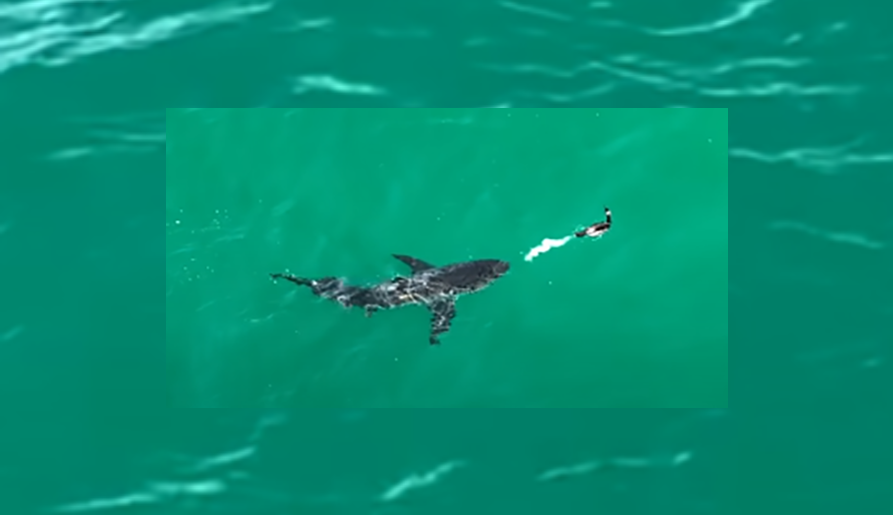 Também nos Estados Unidos, um biguá muito esperto conseguiu se livrar de um tubarão que se aproximava. Sabe o que ele fez? Soltou uma rajada de cocô. E o tubarão fugiu. 