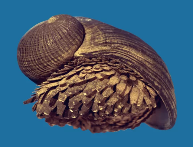 Mais uma do caramujo-de-ferro: Pesquisadores financiados pelos  EUA estudam essa concha reforçada para verificar se pode ser útil na confecção de equipamentos e armaduras militares.