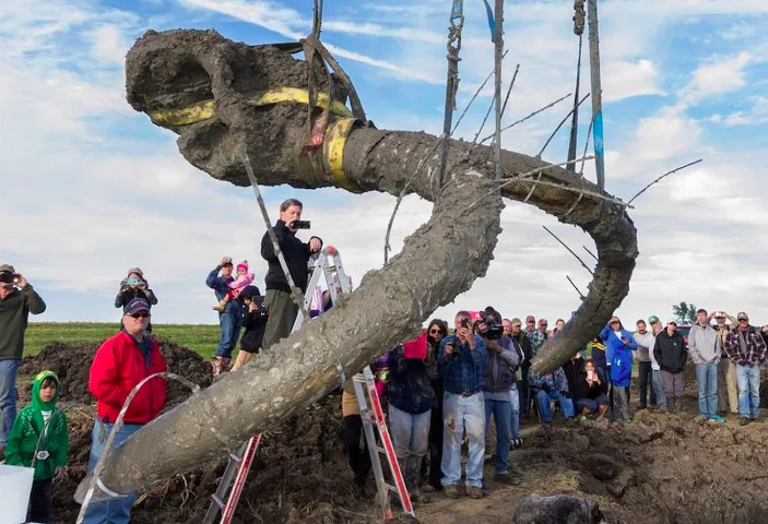 Um grupo de agricultores dos Estados Unidos se deparou com um fóssil gigante de mamute lanoso, que viveu há cerca de 15 mil anos atrás. 