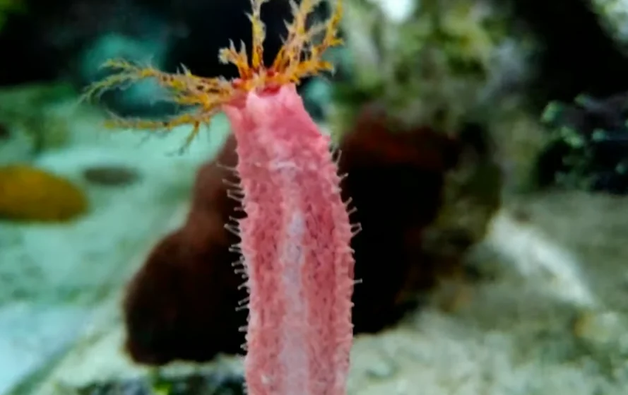 Na medicina tradicional chinesa, são usados para tratar uma série de problemas de saúde quando consumidos com arroz branco, incluindo fadiga, impotência e dor nas articulações.