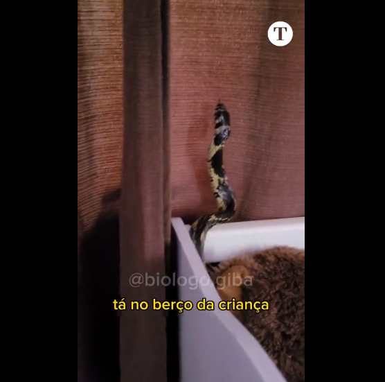 Duwe gravou um vídeo e postou nas redes sociais, mostrando a cobra deslizando junto ao berço. 