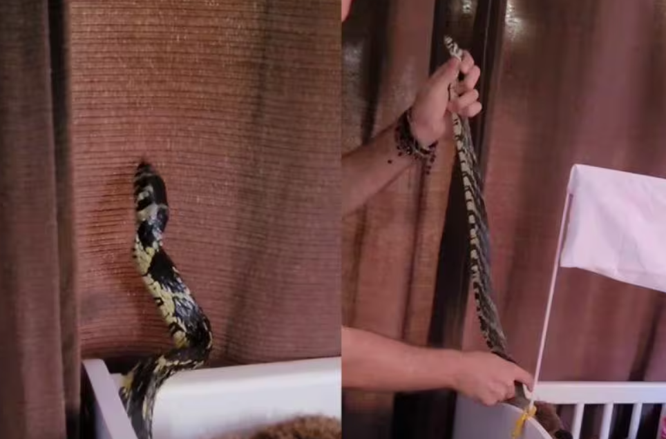 Quando Duwe chegou, após o pedido de socorro, a serpente já tinha saído da cama e estava no berço. 