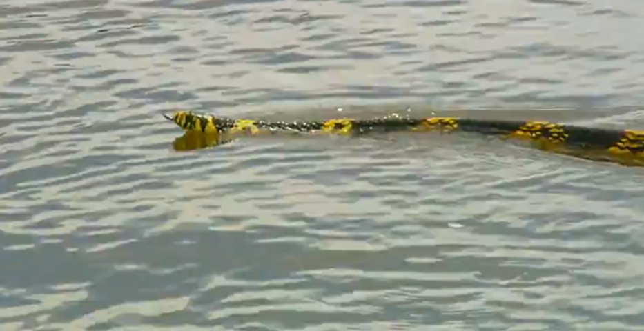 E a cobra é danada mesmo. Ela também se dá bem com a água. E, por isso, pode habitar rios. 