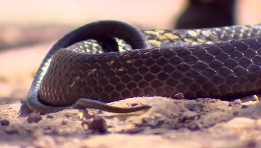 Quando se sente ameaçada, a espécie infla o pescoço e vibra a cauda para intimidar e enfrentar o predador.