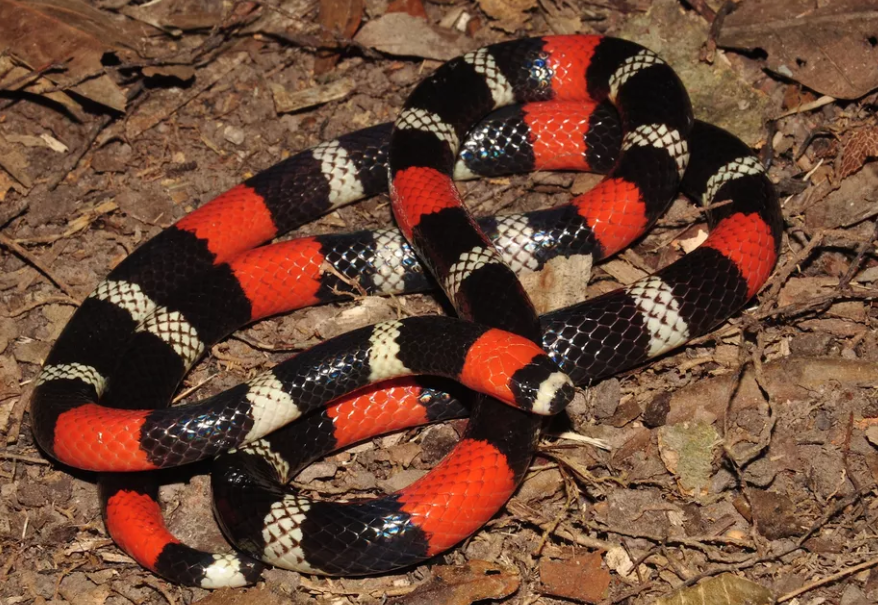 Cobra-coral verdadeira - Vive no Amapá, Pará, Amazonas, Roraima, Acre, Maranhão, Tocantins, Rondônia, Goiás, São Paulo, Mato Grosso do Sul, Paraná, Rio Grande do Sul, Minas Gerais e Mato Grosso.