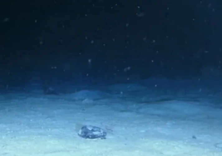 O produtor contou que a embarcação acabou sendo desviada por correntes marítimas e foi parar a 500 metros de distância de onde deveria ter chegado.