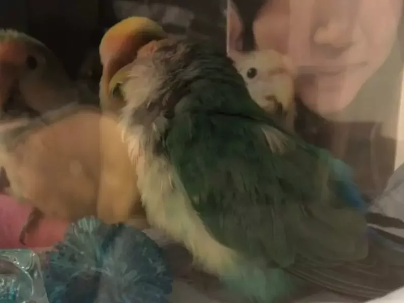 Recentemente, uma passarinha chamada Pesseguinho ficou viúva e se sentiu tão triste que passou a dormir apenas ao lado da foto do companheiro que partiu, o pássaro chamado de Melzinho. O caso aconteceu na cidade de Blumenau, em Santa Catarina. 