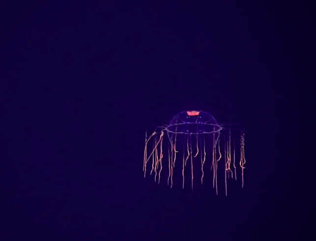 Muitos desses peixes ainda são pouco estudados, pois as profundezas oceânicas são difíceis de explorar devido à alta pressão.