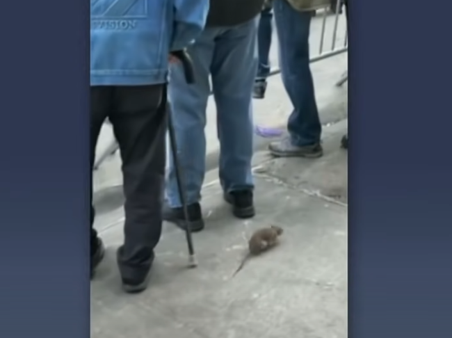 Nas redes sociais, é comum ver vídeos de ratos pelas ruas e nos estabelecimentos, inclusive escalando o mobiliário público. 