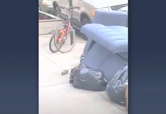 Também não é difícil ver ratos vasculhando perto de restaurantes e lanchonetes por causa da grande quantidade de comida.