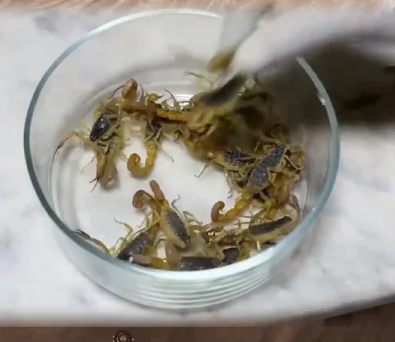 Embora seja conhecido como escorpião amarelo, sua cor pode variar de amarelo claro a marrom escuro.